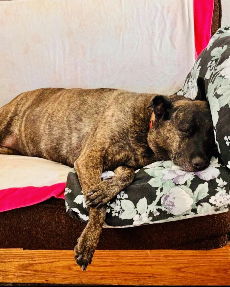 An adult large-sized female Dutch Shepherd dog named Julia for adoption in Toluca Lake, CA