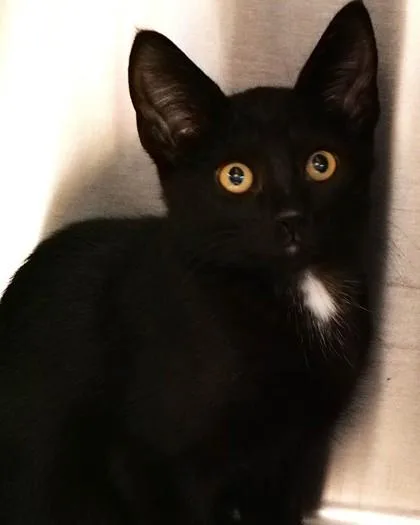 A baby small-sized male Domestic Short Hair cat named Michael Meowers for adoption in Fishers, IN