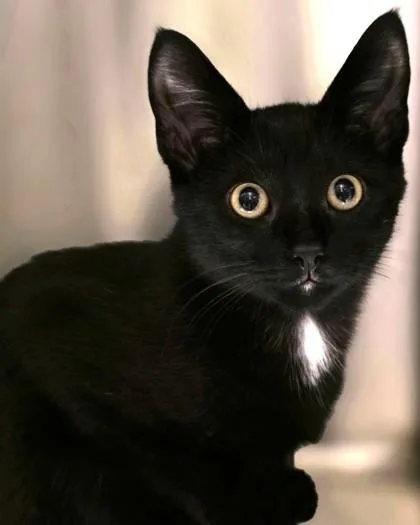 Michael Meowers thumbnail 2