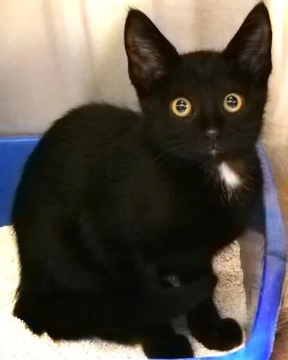 Michael Meowers thumbnail 3