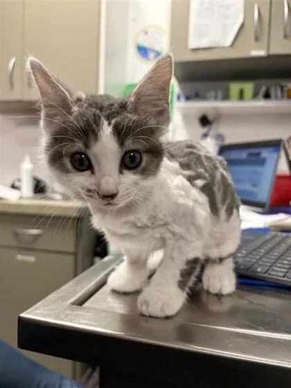 A baby small-sized male Domestic Short Hair cat named Yeti for adoption in West Chester, PA