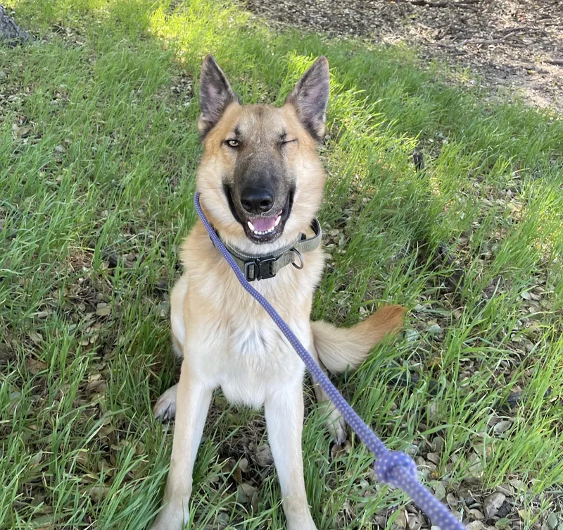 An adult large-sized male Golden Belgian Shepherd / Malinois dog named Blondie for adoption in Santa Rosa Valley, CA