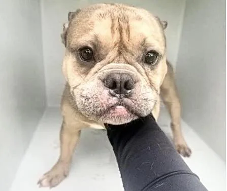 A young small-sized male French Bulldog dog named Danger for adoption in Houston, TX