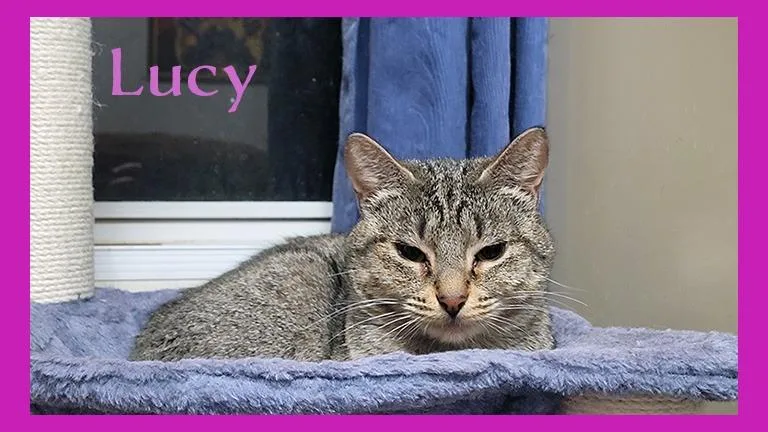 An adult medium-sized female Domestic Short Hair cat named Lucy for adoption in Hoover , AL