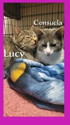 Lucy thumbnail 4