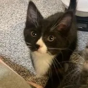 A baby medium-sized female Black & White / Tuxedo Domestic Short Hair cat named Left Twix for adoption in Lake Orion, MI