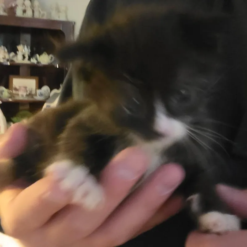 Left Twix thumbnail 3