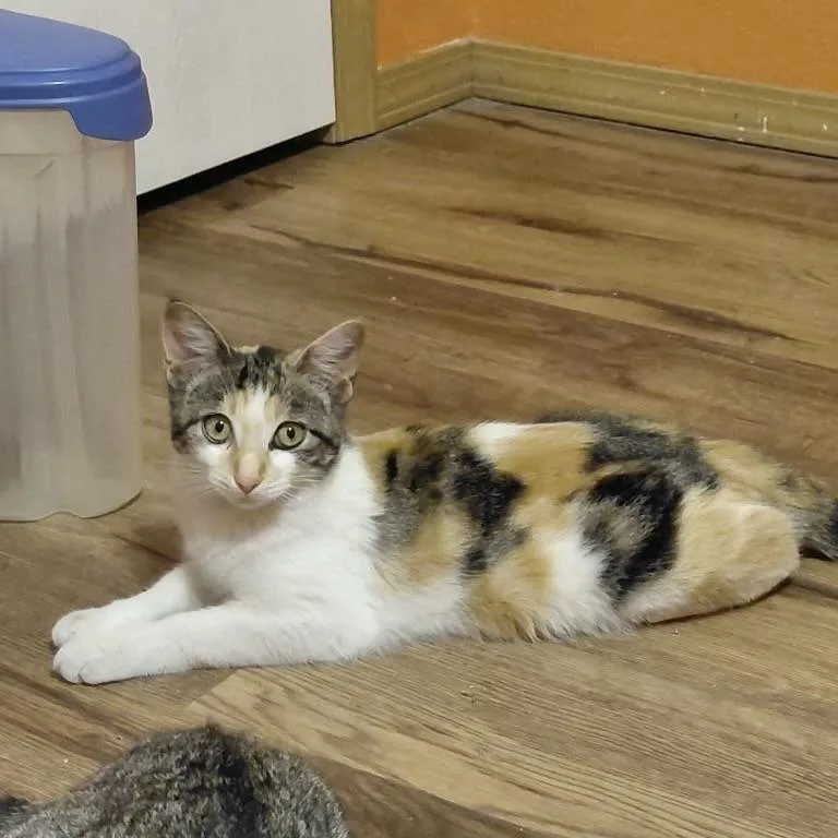 A baby small-sized female Calico cat named Bee for adoption in Bentonville, AR