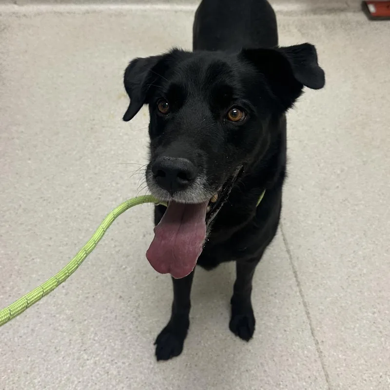 An adult large-sized male Mixed Breed dog named Sport for adoption in Murray, UT