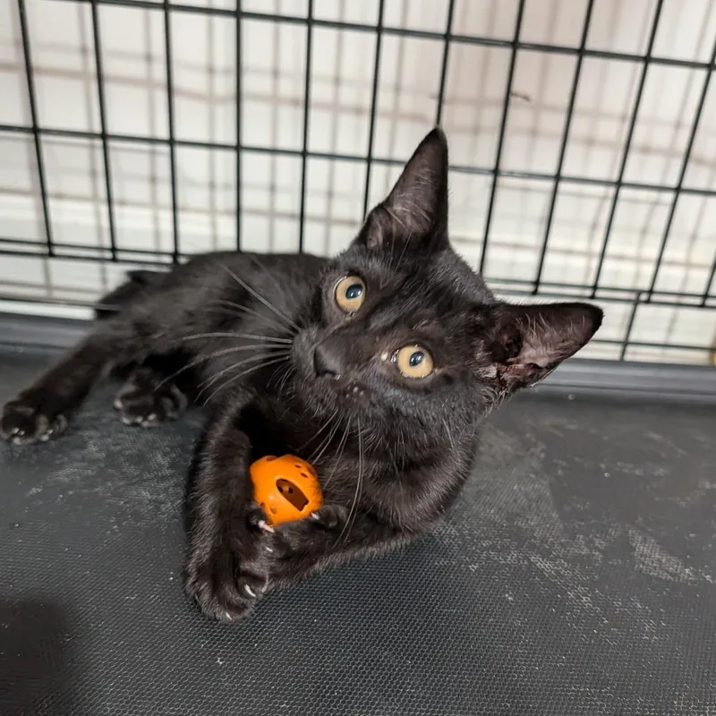 A baby medium-sized male Black Domestic Short Hair cat named Crow for adoption in Cape Girardeau, MO