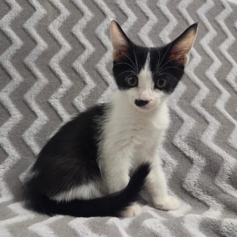 A baby small-sized female Black Domestic Short Hair cat named Brooklyn for adoption in Brea, CA