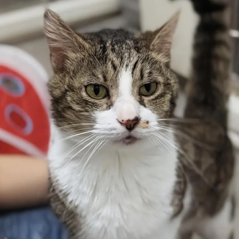 An adult medium-sized male Brown / Chocolate Domestic Short Hair cat named Clarence for adoption in Marysville, OH