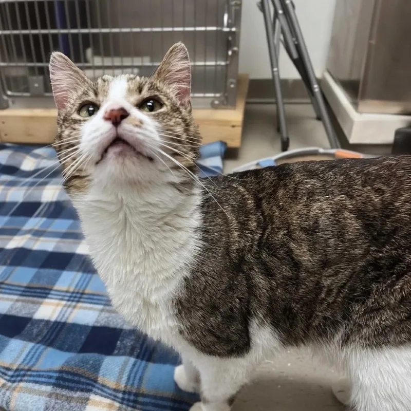 Clarence thumbnail 5
