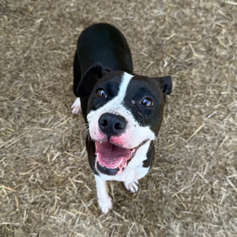An adult medium-sized female Black Mixed Breed dog named Cherry Blossom for adoption in Archbold , OH