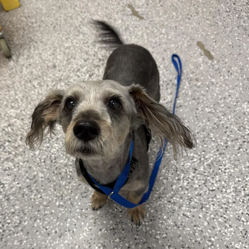 An adult small-sized male White / Cream Dachshund dog named HACCStray for adoption in Henderson, NV