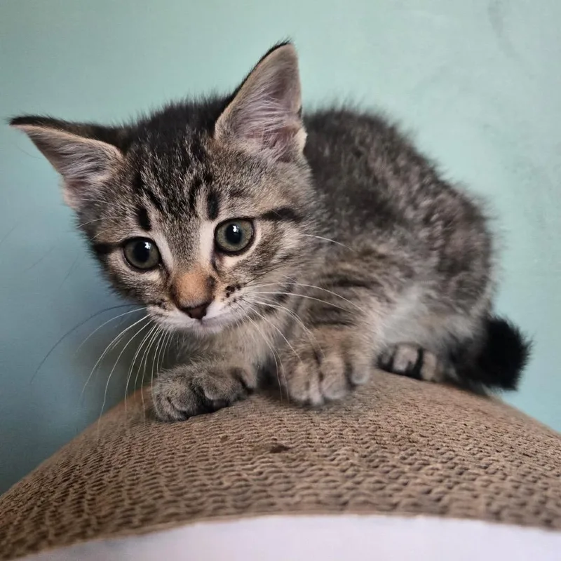 A baby small-sized male Brown / Chocolate Domestic Short Hair cat named Ty Tie for adoption in Fredericksburg, VA