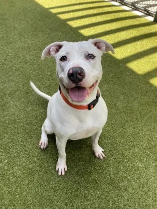 An adult large-sized female Labrador Retriever dog named Simone for adoption in Atlanta, GA