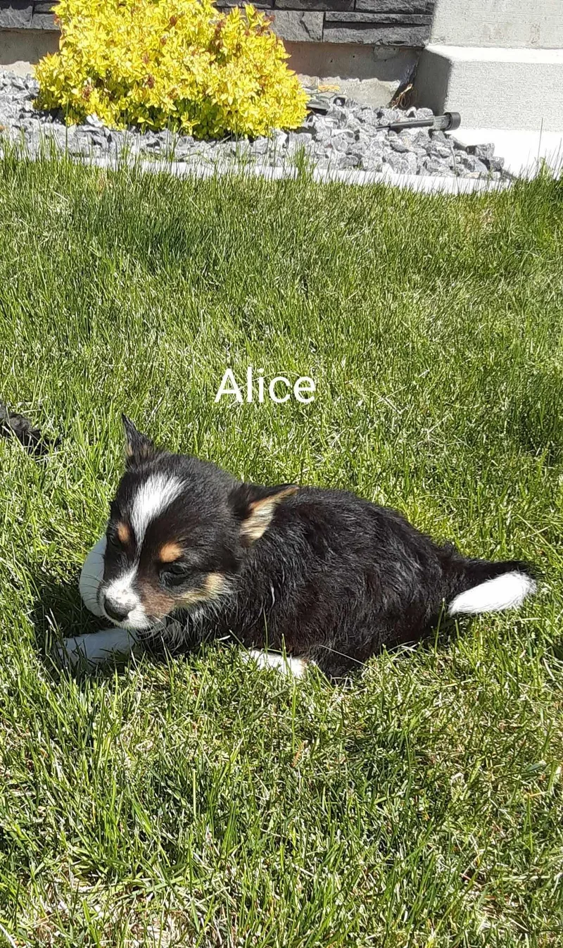 Alice