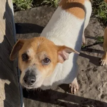 A senior small-sized male Dachshund dog named Teddy for adoption in Minneapolis, MN