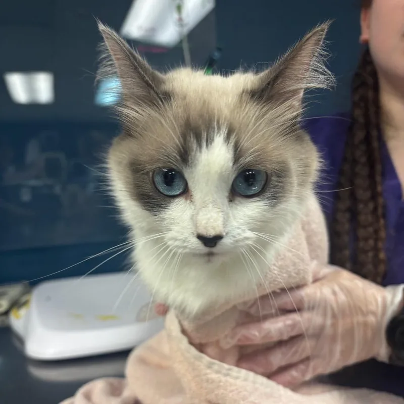An adult medium-sized female White Ragdoll cat named Blueberry for adoption in Newark, NJ