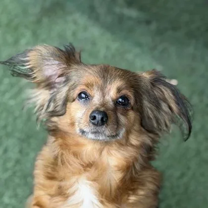 An adult small-sized female Red / Chestnut / Orange Dachshund (Miniature Long Haired) dog named Sadie for adoption in Sacramento, CA