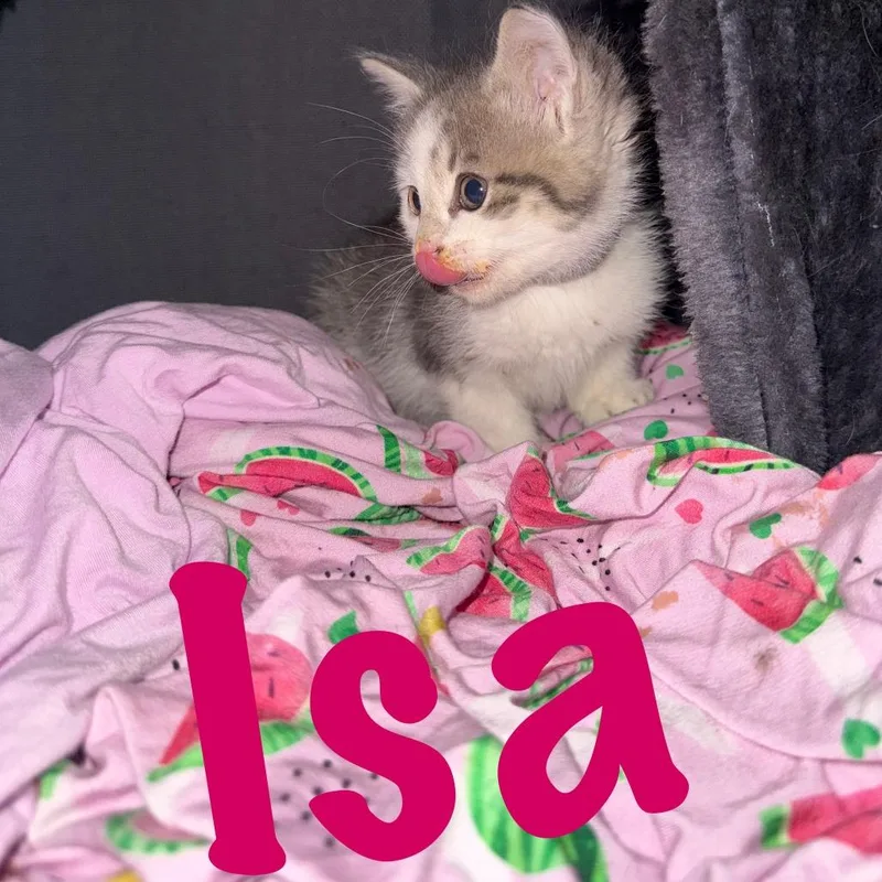 Isa