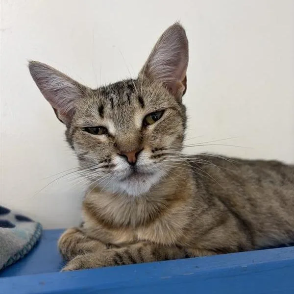An adult medium-sized female Brown / Chocolate Domestic Short Hair cat named Clarice for adoption in Hawthorne, CA