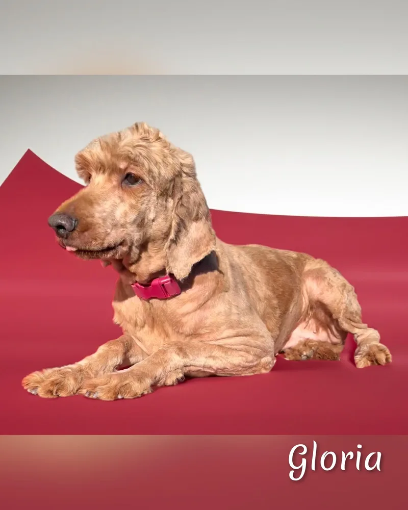Gloria thumbnail 2