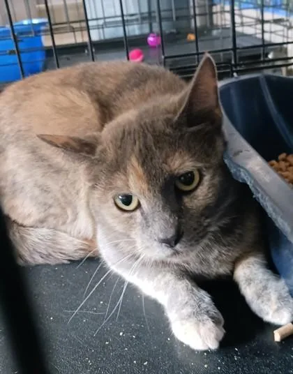 An adult medium-sized female Domestic Short Hair cat named Gabby for adoption in West Memphis, AR