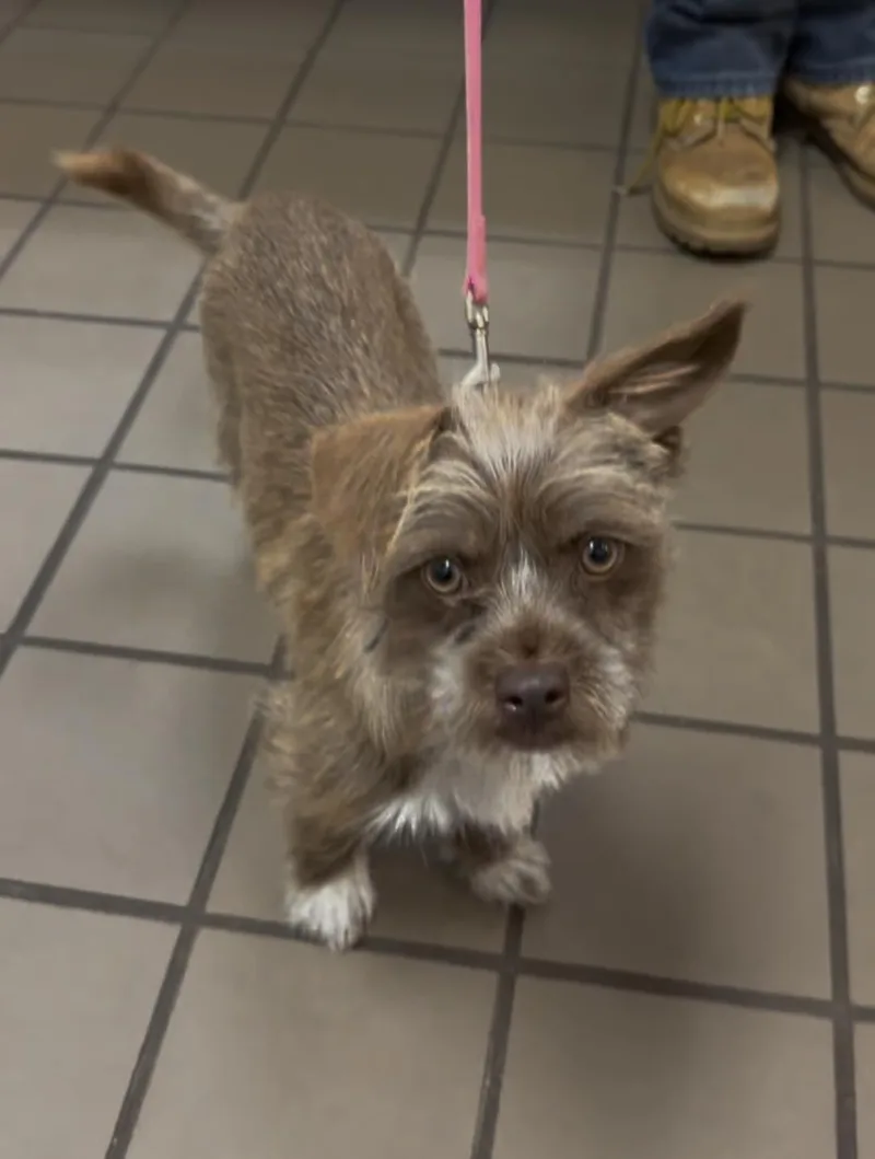 A young small-sized female Brown / Chocolate Mixed Breed dog named Stella for adoption in Wantagh, NY