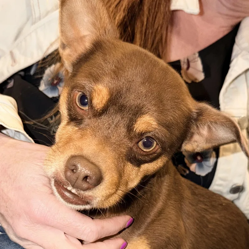 Mr. Lovely Pinto thumbnail 6