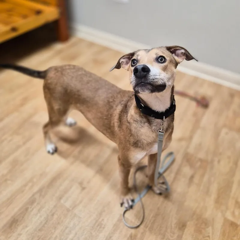 A young medium-sized male Brown / Chocolate Mixed Breed dog named Slingshot for adoption in Woodstock, IL