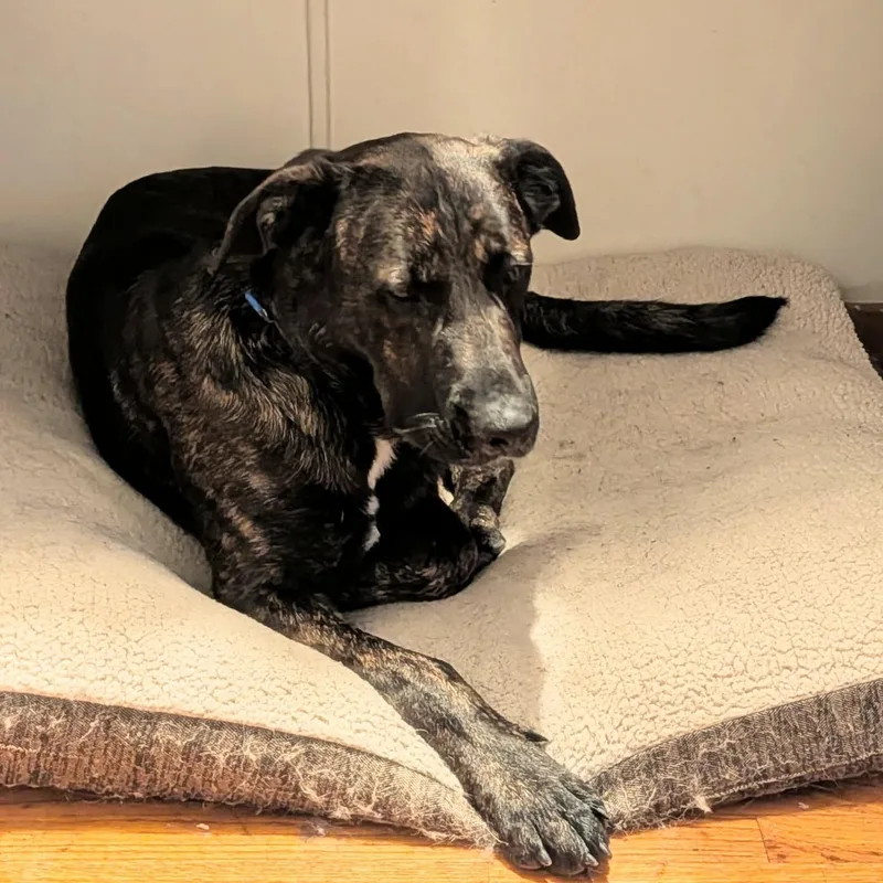 A young large-sized male Tricolor (Brown, Black, & White) Dutch Shepherd dog named Shawn for adoption in PINON HILLS, CA