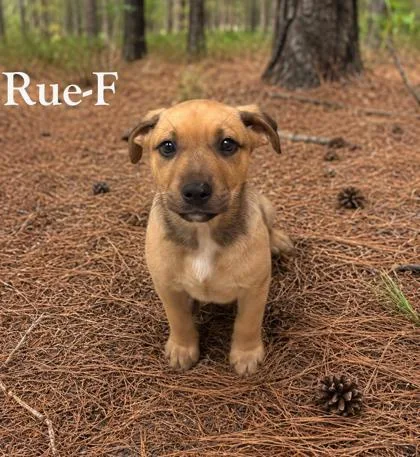 Rue