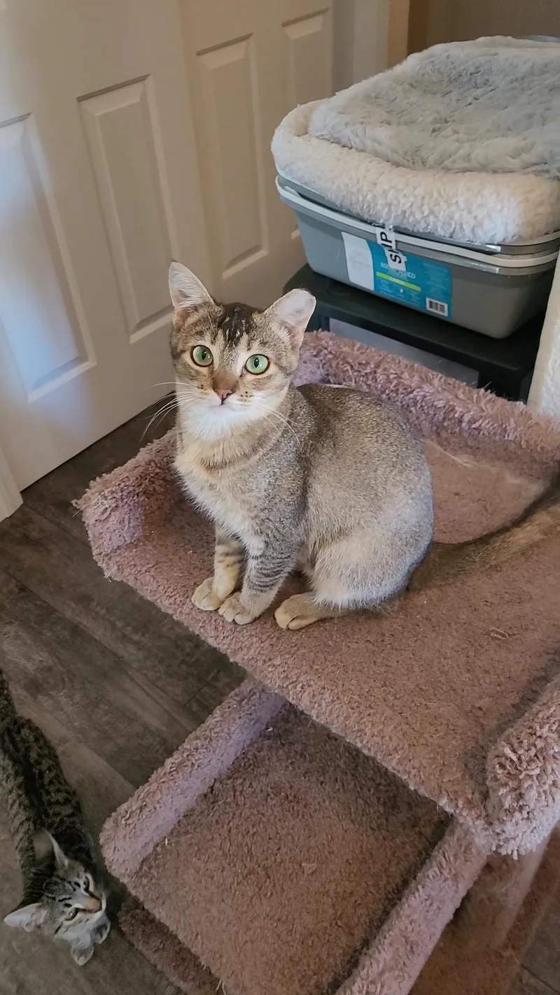A baby small-sized female Abyssinian cat named Hazel for adoption in Escalon, CA