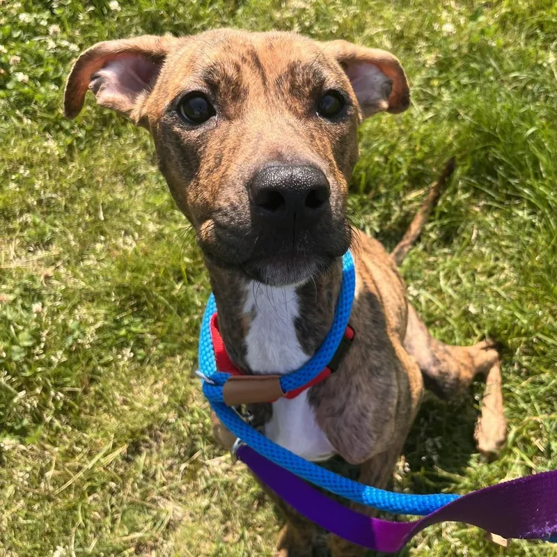 An adult medium-sized female Brindle Pit Bull Terrier dog named Shelly for adoption in Matteson, IL
