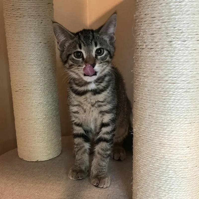A baby small-sized male Brown / Chocolate Domestic Short Hair cat named Sopaipilla for adoption in Medina, OH