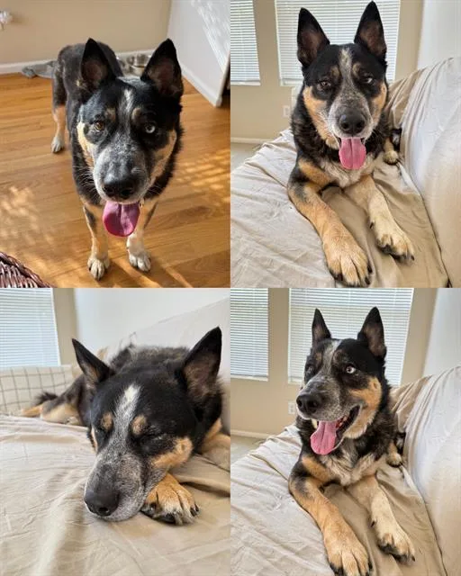 An adult medium-sized male Australian Cattle Dog / Blue Heeler dog named Milo for adoption in Kent, WA