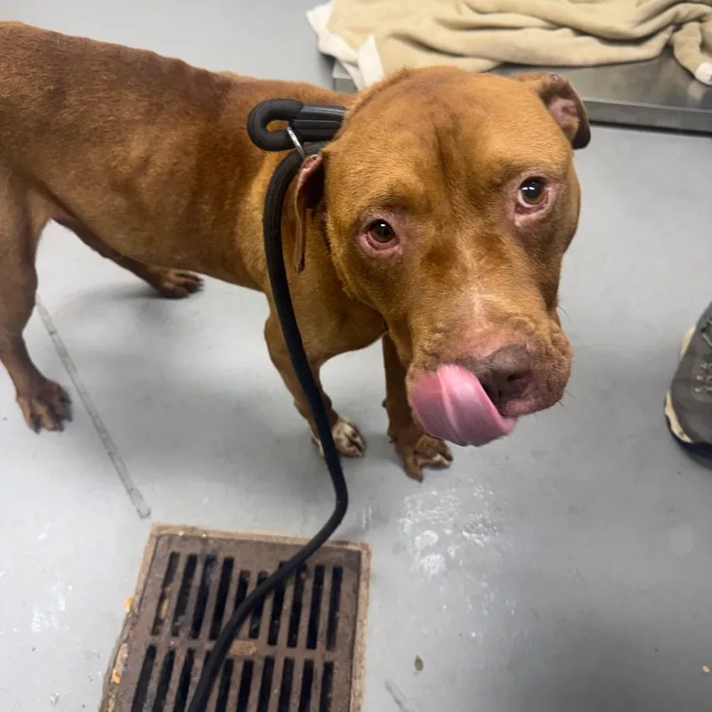 An adult large-sized male Brown / Chocolate Mixed Breed dog named StrayRiverRoad for adoption in Columbus, GA
