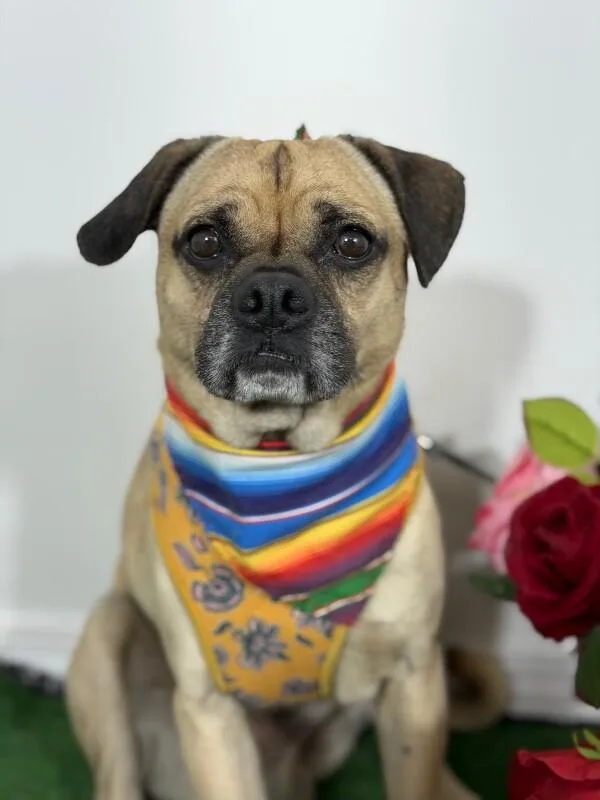 A young small-sized male Yellow / Tan / Blond / Fawn Pug dog named Pepe for adoption in Carlsbad, CA