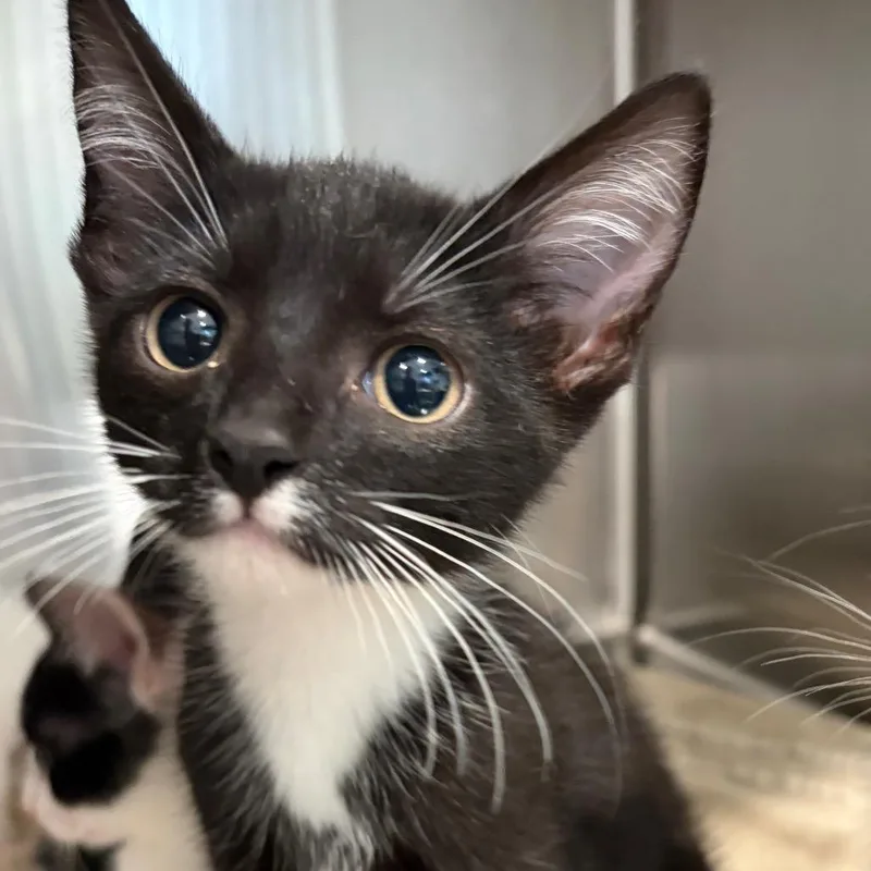 A baby small-sized male Domestic Short Hair cat named Pepper for adoption in Scituate, MA