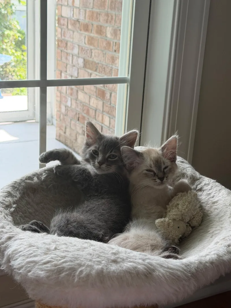 Salty and Pepper