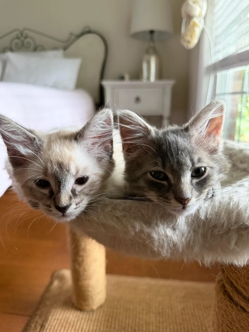 Salty and Pepper thumbnail 3