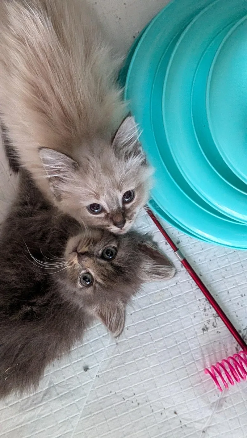 Salty and Pepper thumbnail 5