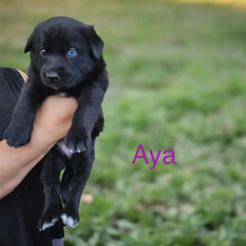 Ava thumbnail 2
