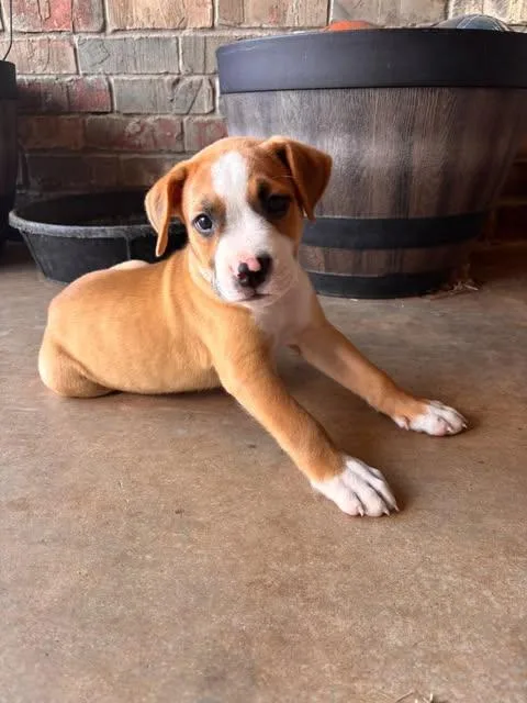 A baby medium-sized male Red / Chestnut / Orange Pit Bull Terrier dog named Diggs for adoption in Wichita Falls, TX