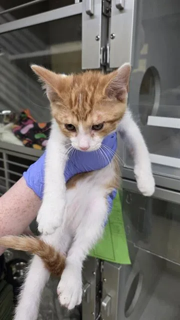 A baby small-sized male Domestic Short Hair cat named Ohio for adoption in Omaha, NE