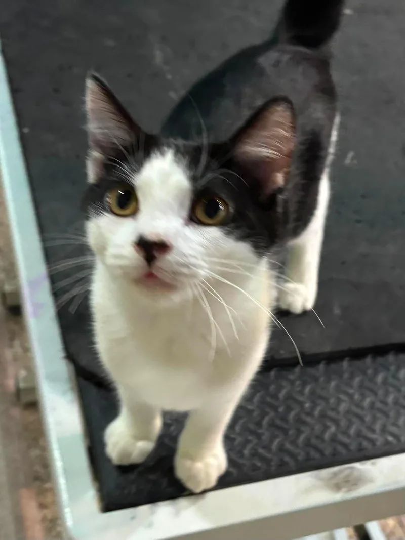 A baby medium-sized male Black & White / Tuxedo Domestic Short Hair cat named Dr. Seuss for adoption in Sioux Falls, SD