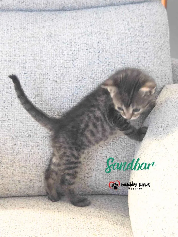 A baby small-sized female Domestic Short Hair cat named Seablings: Sandbar for adoption in Council Bluffs, IA