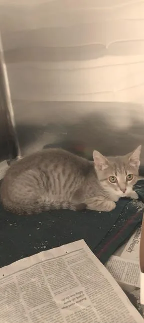 A young small-sized male Domestic Short Hair cat named Poseidon for adoption in North Miami Beach, FL